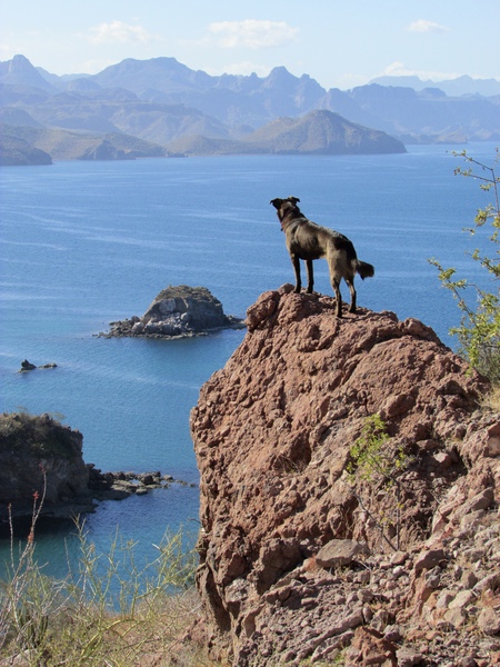 Entry image for Pippa. Clicking this image will show a larger photo