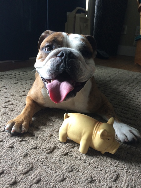 Entry image for Lola. Clicking this image will show a larger photo