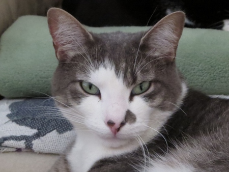 Entry image for Mr. Hobbs. Clicking this image will show a larger photo