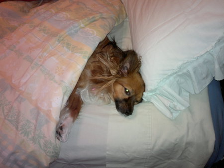 Entry image for Macy. Clicking this image will show a larger photo