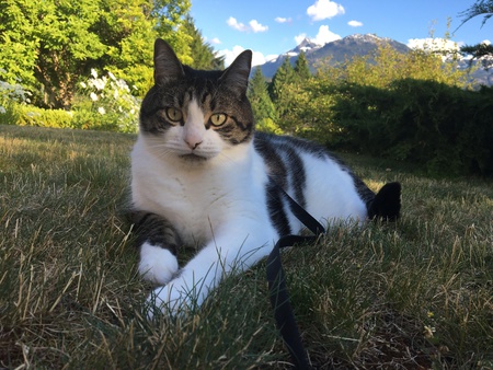 Entry image for Henry. Clicking this image will show a larger photo