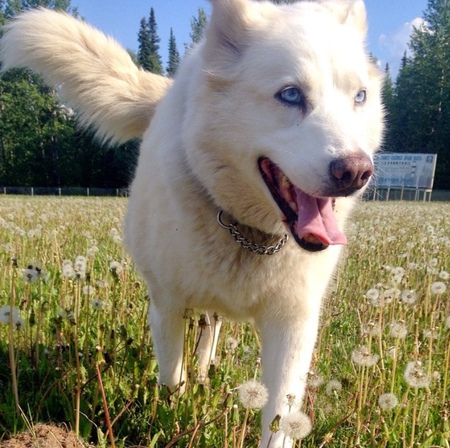 Entry image for Kira. Clicking this image will show a larger photo