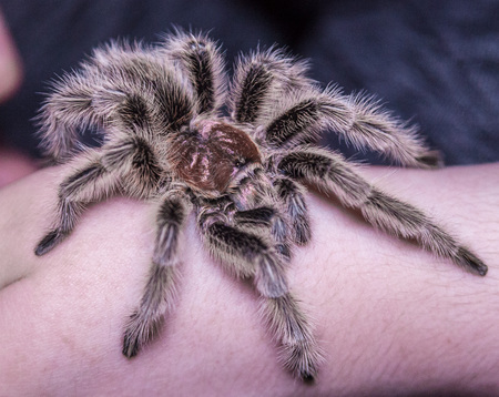 Entry image for Remington. Clicking this image will show a larger photo