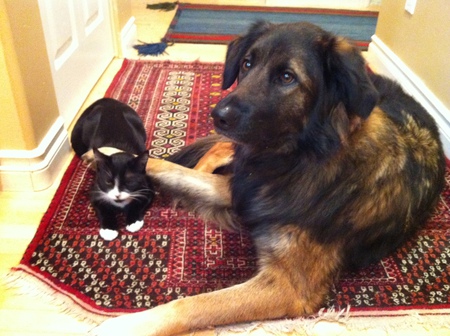 Entry image for Katniss & Maggie. Clicking this image will show a larger photo