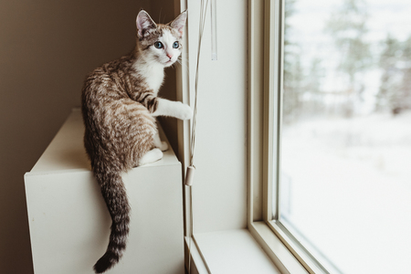 Entry image for Peaches. Clicking this image will show a larger photo