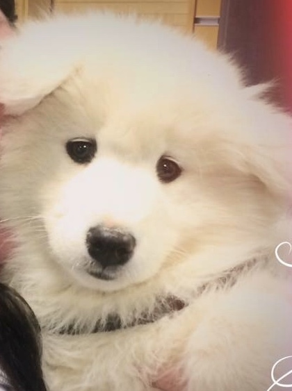 Entry image for Shtiya. Clicking this image will show a larger photo