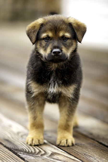 Entry image for Wrangler. Clicking this image will show a larger photo