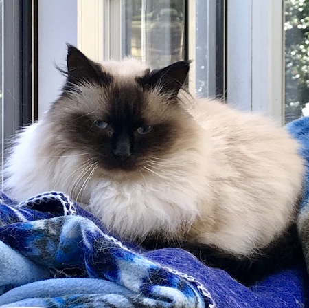 Entry image for Libra. Clicking this image will show a larger photo