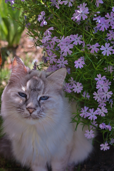 Entry image for Mia. Clicking this image will show a larger photo