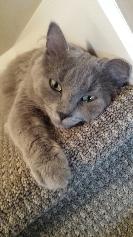 Entry image for Lucy. Clicking this image will show a larger photo