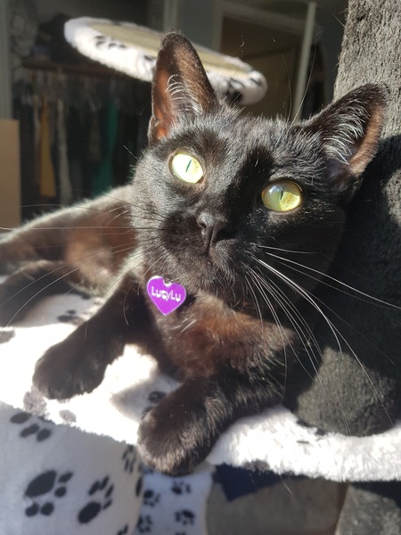 Entry image for LucyLu. Clicking this image will show a larger photo