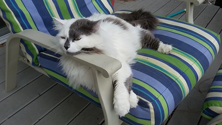 Entry image for Whitey. Clicking this image will show a larger photo