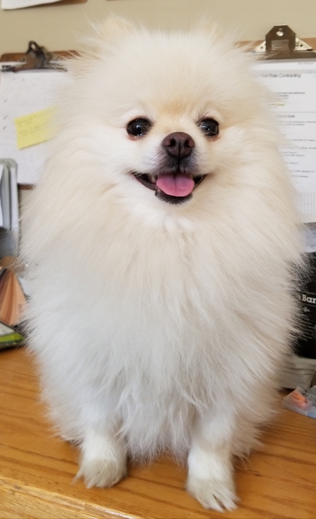 Entry image for Lulu. Clicking this image will show a larger photo