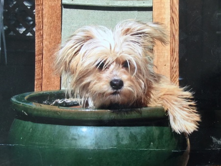 Entry image for Toby. Clicking this image will show a larger photo