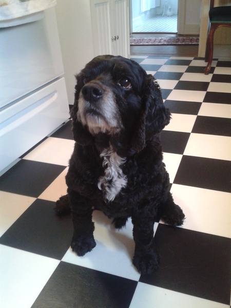 Entry image for Tenor. Clicking this image will show a larger photo