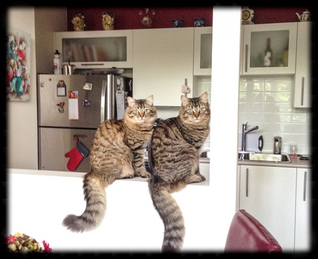 Entry image for Casey & Finnegan . Clicking this image will show a larger photo