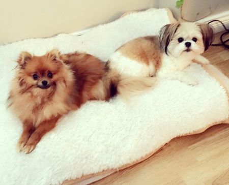 Entry image for Winnie and Dolly. Clicking this image will show a larger photo