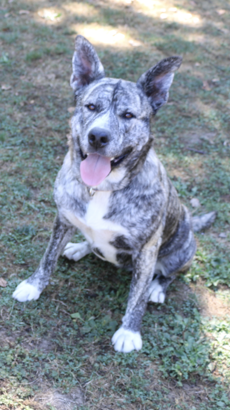 Entry image for Cicora. Clicking this image will show a larger photo