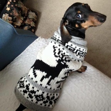 Entry image for Diego. Clicking this image will show a larger photo