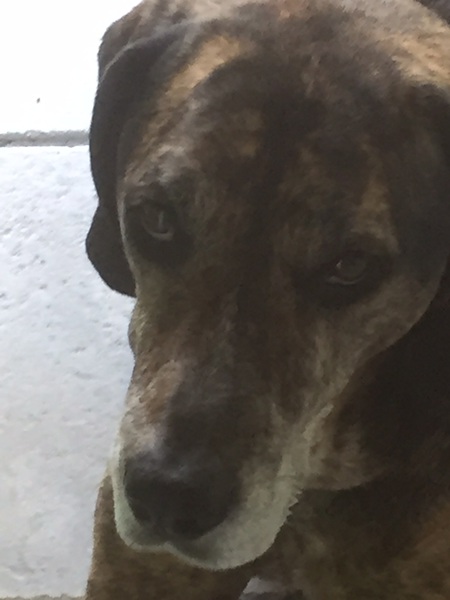 Entry image for Cooper. Clicking this image will show a larger photo