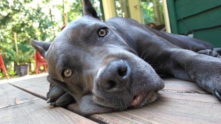 Entry image for Vincent. Clicking this image will show a larger photo