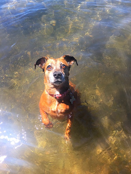 Entry image for Lucy. Clicking this image will show a larger photo