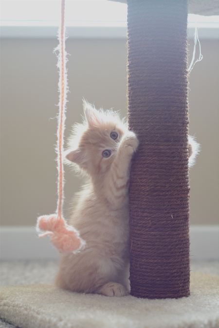 Entry image for Soleil. Clicking this image will show a larger photo