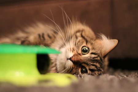 Entry image for Roo. Clicking this image will show a larger photo