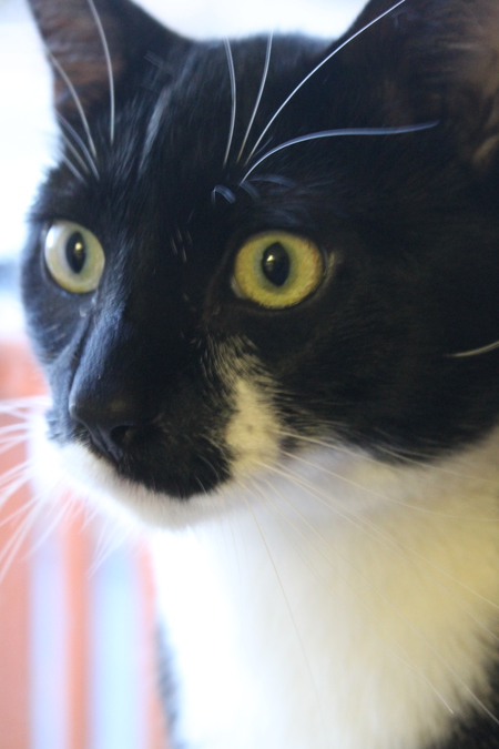 Entry image for Milo. Clicking this image will show a larger photo