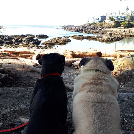 Entry image for Sunny & Luna. Clicking this image will show a larger photo