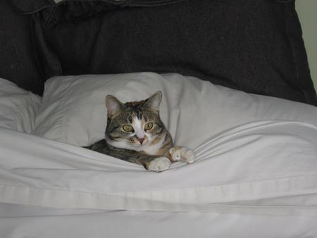 Entry image for Bitsy. Clicking this image will show a larger photo