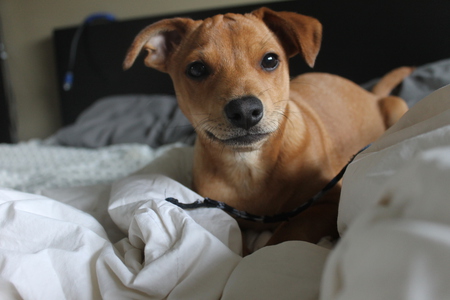 Entry image for Dice. Clicking this image will show a larger photo