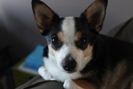 Entry image for Ollie. Clicking this image will show a larger photo