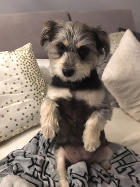 Entry image for Lucy. Clicking this image will show a larger photo