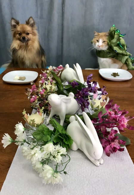 Entry image for Ursa . Clicking this image will show a larger photo