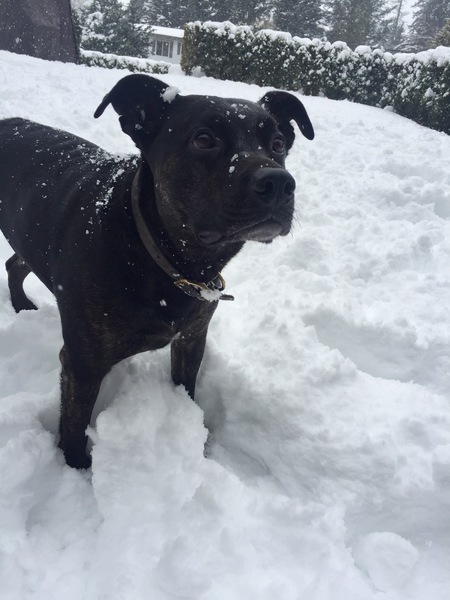 Entry image for Jasper. Clicking this image will show a larger photo