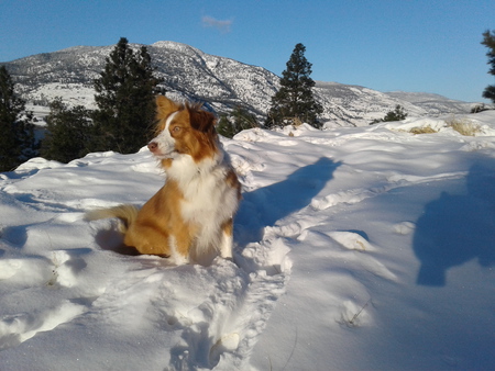 Entry image for Pippa. Clicking this image will show a larger photo