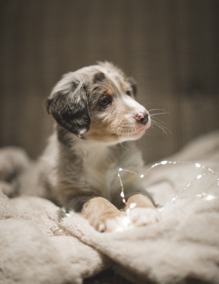 Entry image for Ollie. Clicking this image will show a larger photo