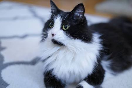 Entry image for Minnie. Clicking this image will show a larger photo