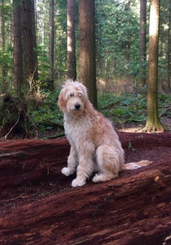 Entry image for Marley. Clicking this image will show a larger photo