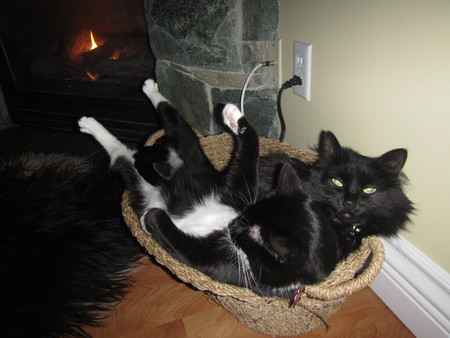 Entry image for Scooter and Sadie. Clicking this image will show a larger photo