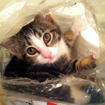 Entry image for Holly. Clicking this image will show a larger photo