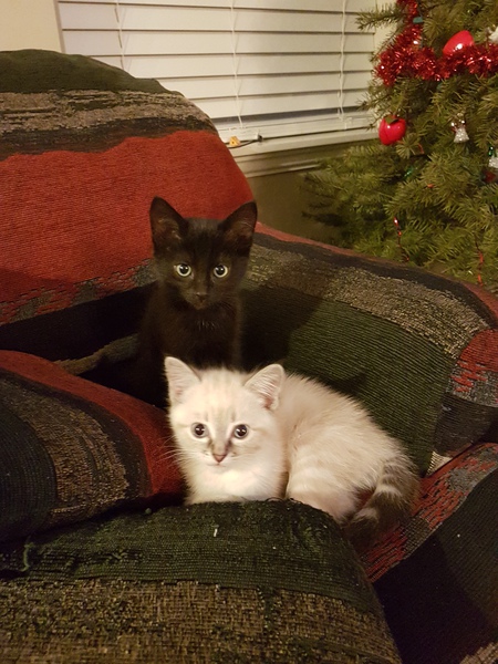 Entry image for Ebony and Ivory. Clicking this image will show a larger photo