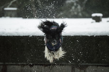 Entry image for Orca. Clicking this image will show a larger photo