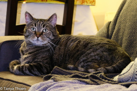 Entry image for Scotty. Clicking this image will show a larger photo