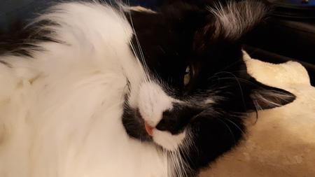 Entry image for Mr. Carson . Clicking this image will show a larger photo