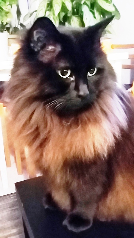 Entry image for Tango. Clicking this image will show a larger photo