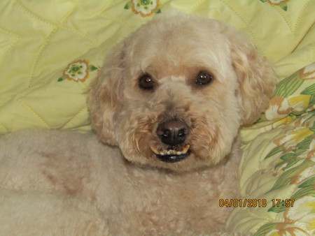 Entry image for Sampson. Clicking this image will show a larger photo