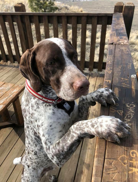 Entry image for Jax. Clicking this image will show a larger photo