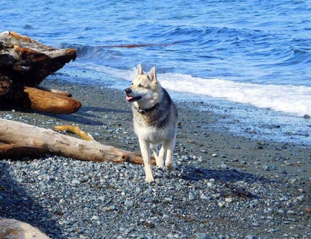 Entry image for Bentley. Clicking this image will show a larger photo